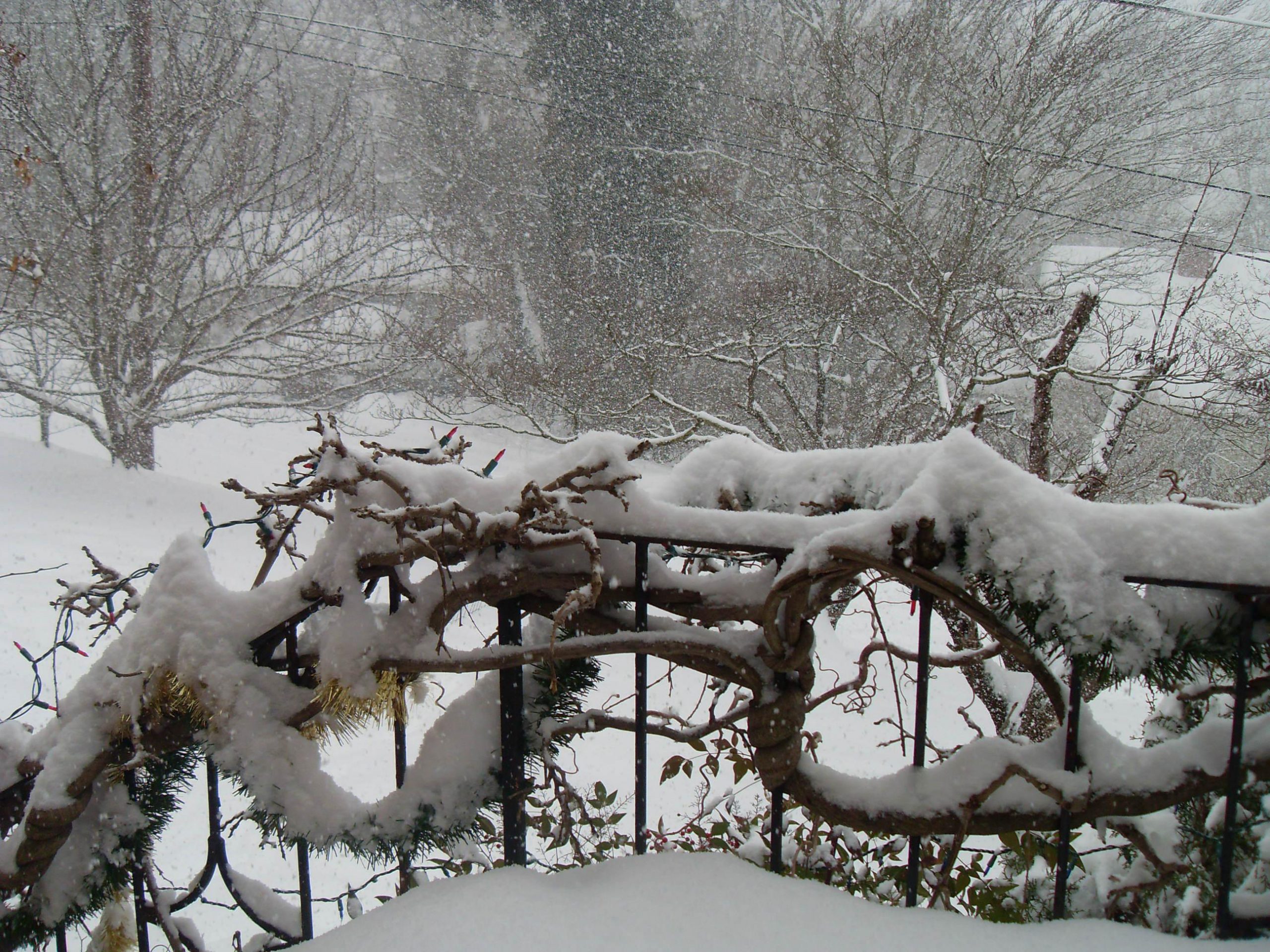 snow in front yard