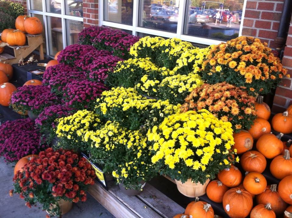 Mums and Pumpkins