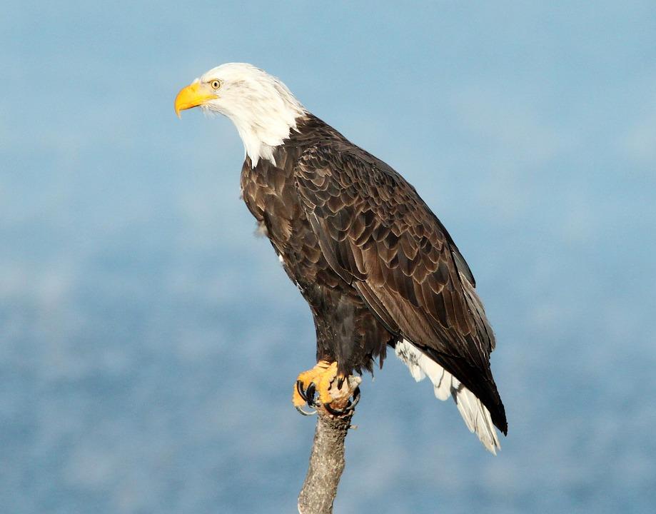 bald eagle