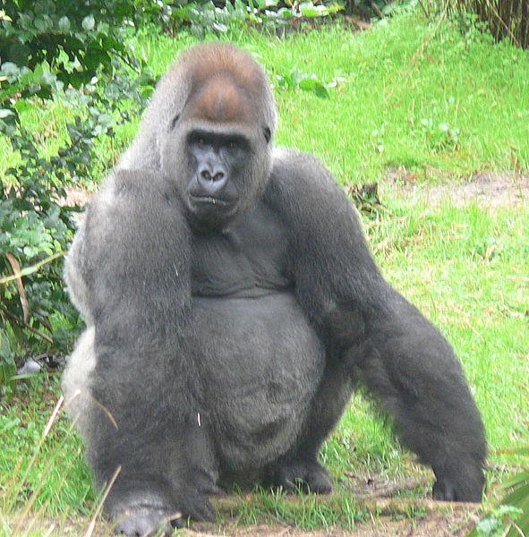 gorilla